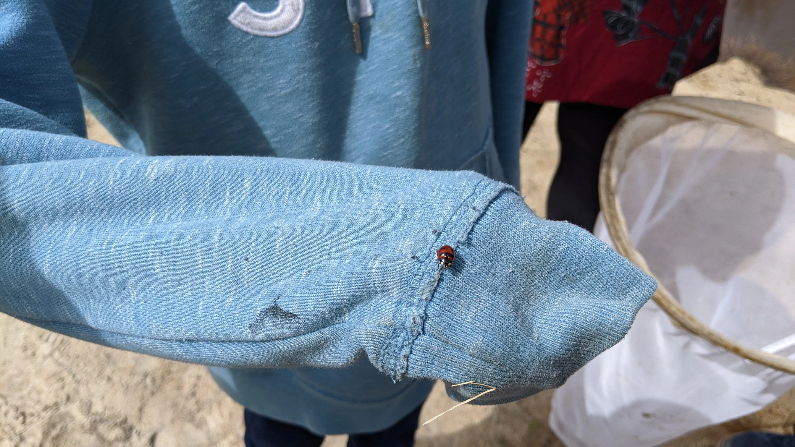 Cree students discovered a vulnerable ladybug while exploring their land with the Nunavik Sentinels program.