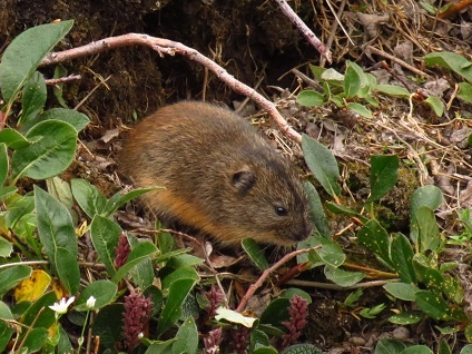 Brown Lemming