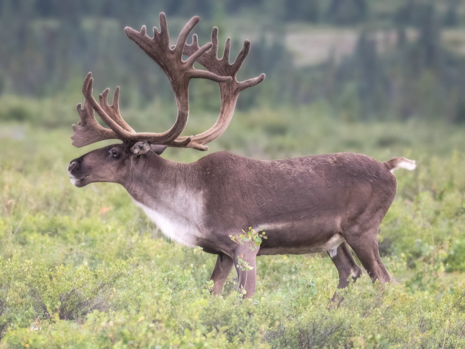 SIKU - Tuktu • Caribou