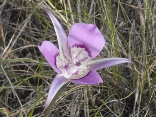 Mariposa lily