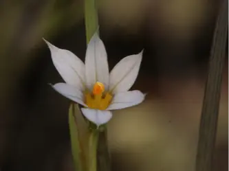 Greenland blue-eyed grass