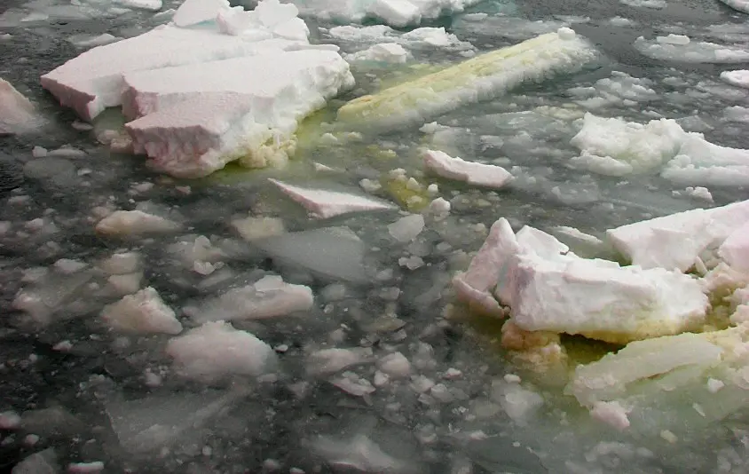 Ice algae