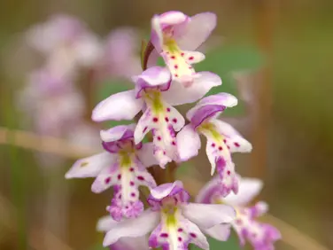 Small round-leaved orchid
