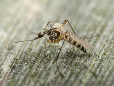 Mosquito