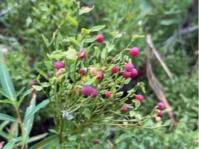 Grouse whortleberry