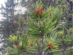 Jack pine