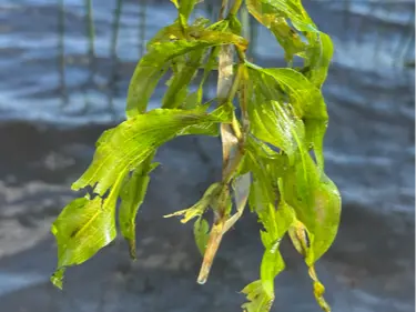 White-stemmed pondweed