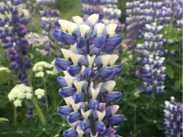 Nootka lupine