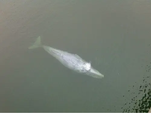 Grey whale