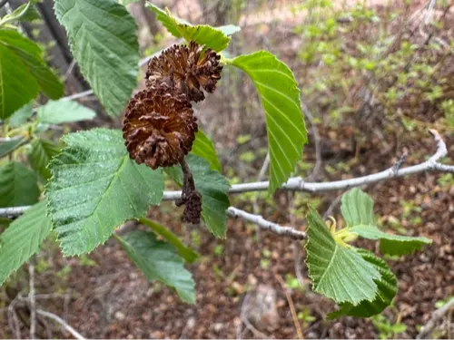 Mountain alder