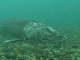 Lake sturgeon