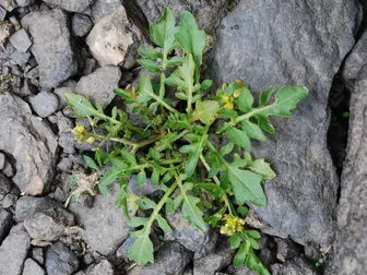 Northern yellow-cress
