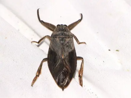 Giant water bug