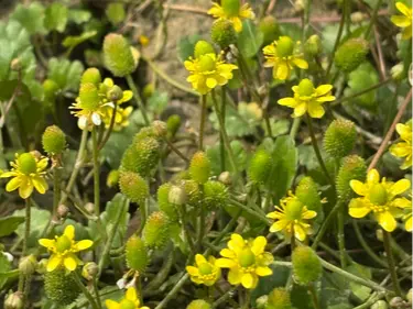 Alkali buttercup