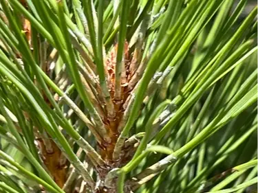 Red pine