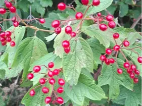 Highbush cranberry