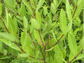 Hemp dogbane