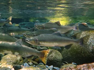 Pink salmon