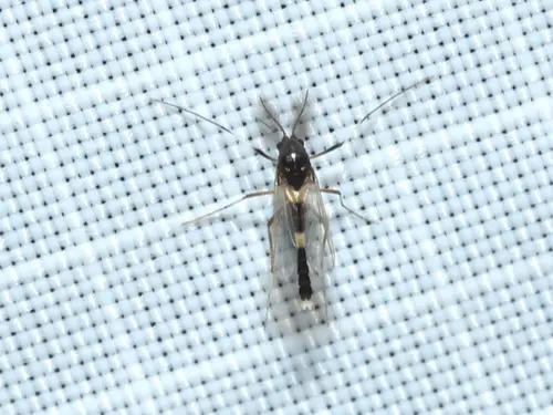 Non-biting midge