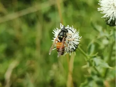 Red-banded yellowjacket