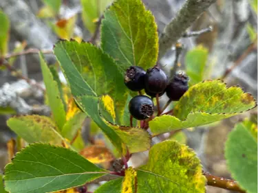 Black hawthorn