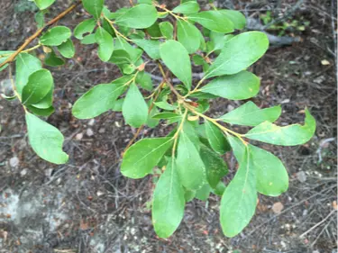 Scouler's willow
