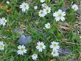 Field chickweed