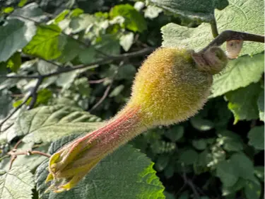 Beaked hazelnut