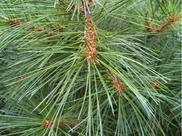 Eastern white pine