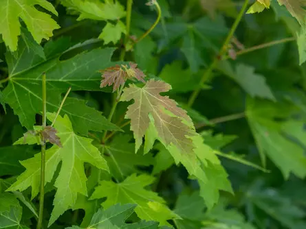 Silver maple