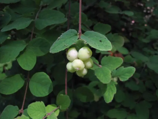 Creeping snowberry (S. mollis)