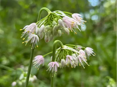 Nodding onion