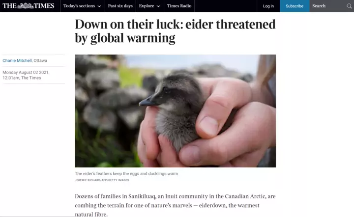 Down on their luck: eider threatened by global warming