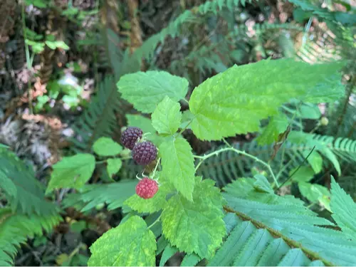 Blackcap raspberry