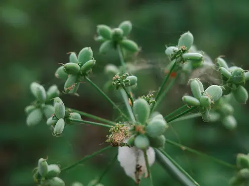 Fernleaf biscuitroot 