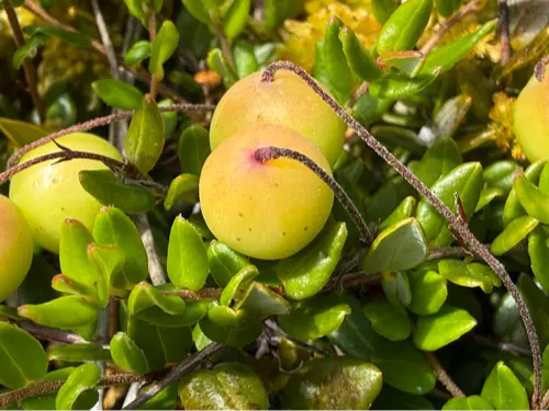 Bog cranberry