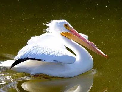 American white pelican