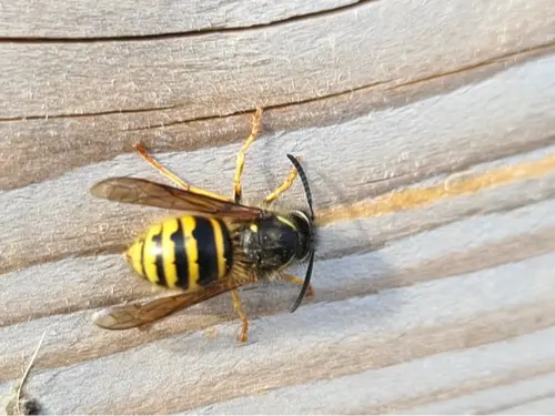 Norwegian wasp