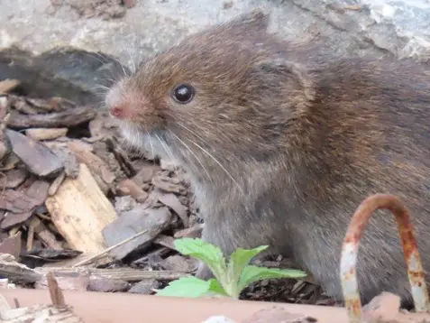 Eastern meadow vole
