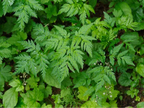 Canby's wild lovage