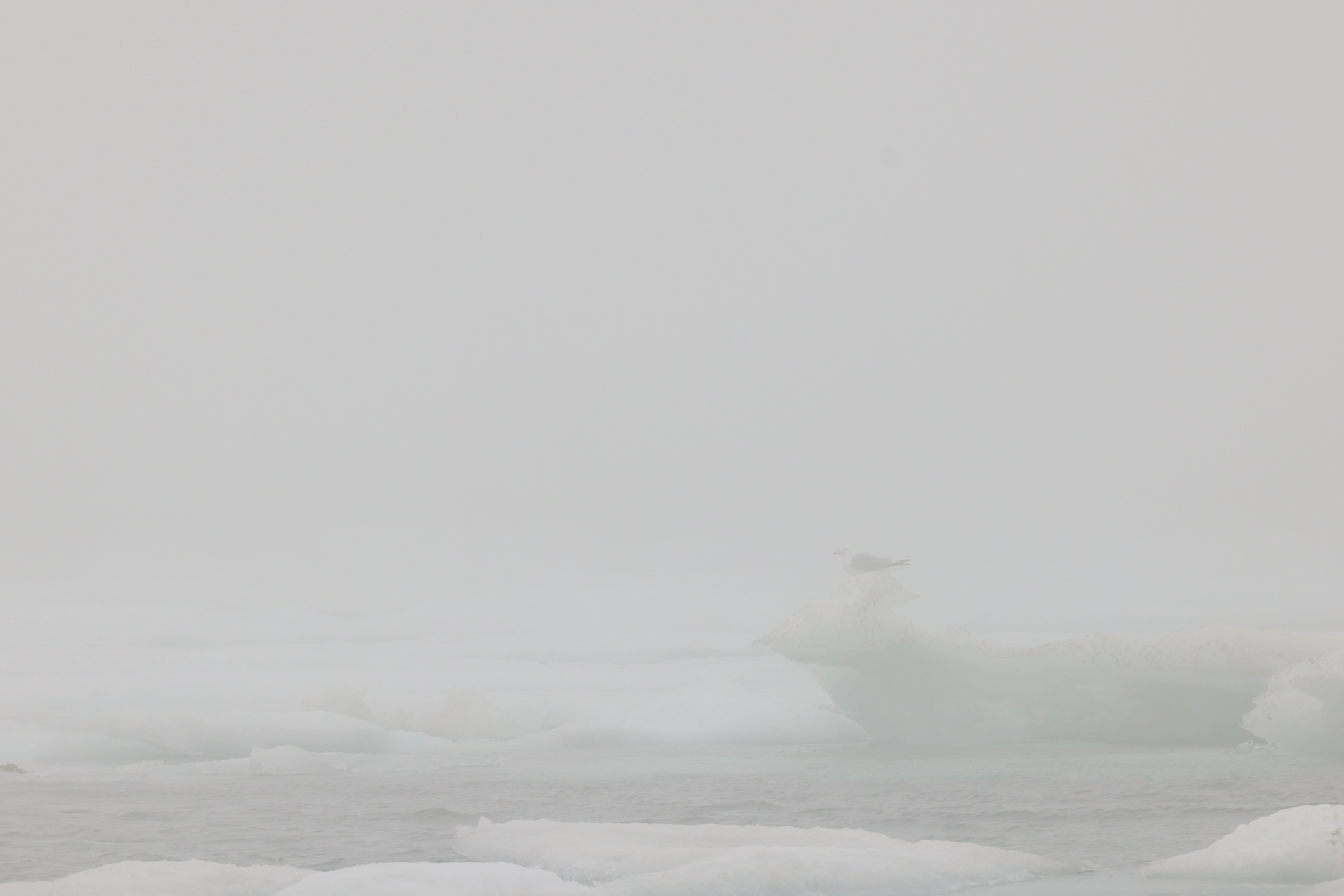 Foggy