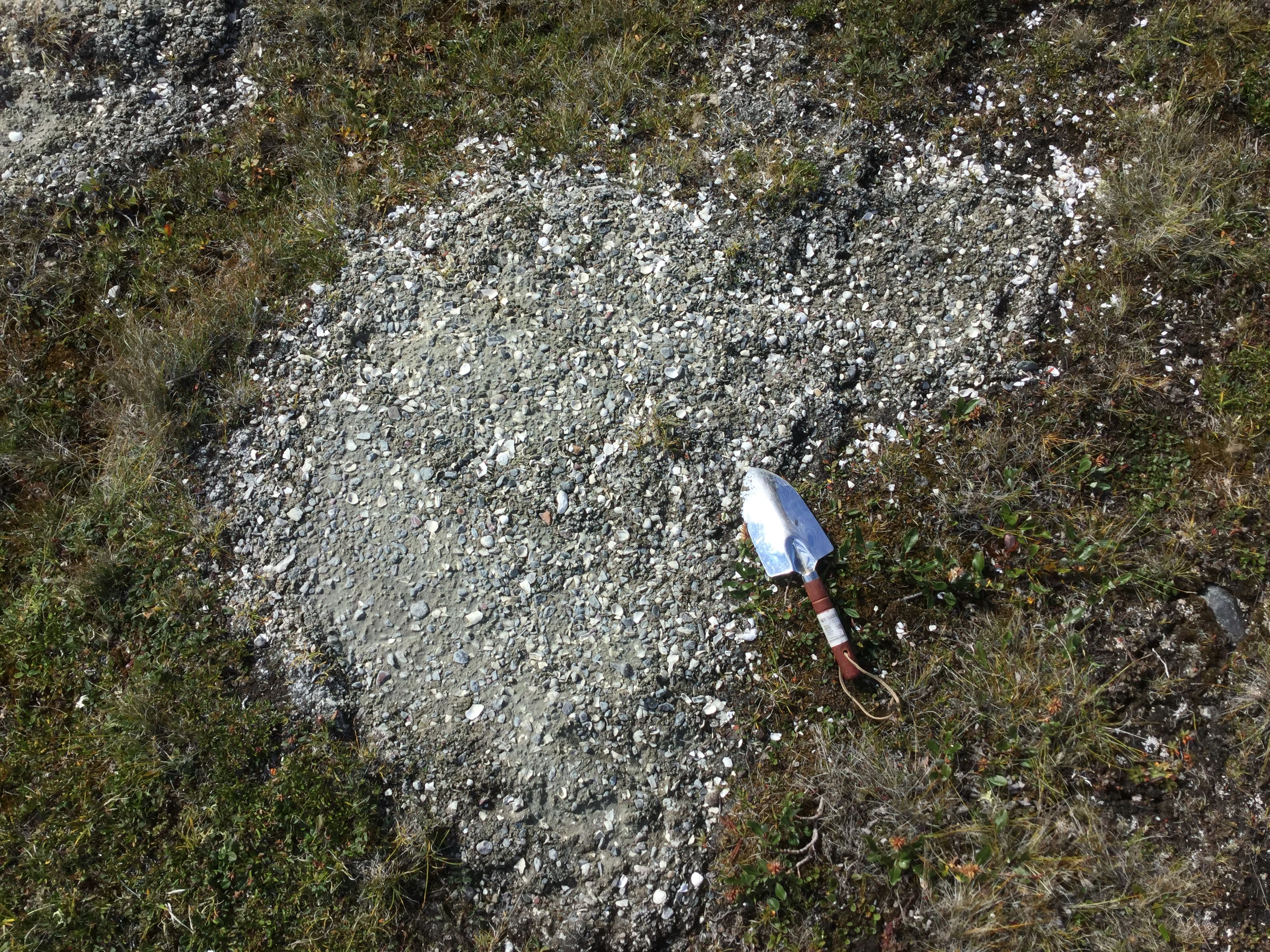 Inland Marine Shells