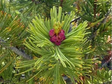 Whitebark pine