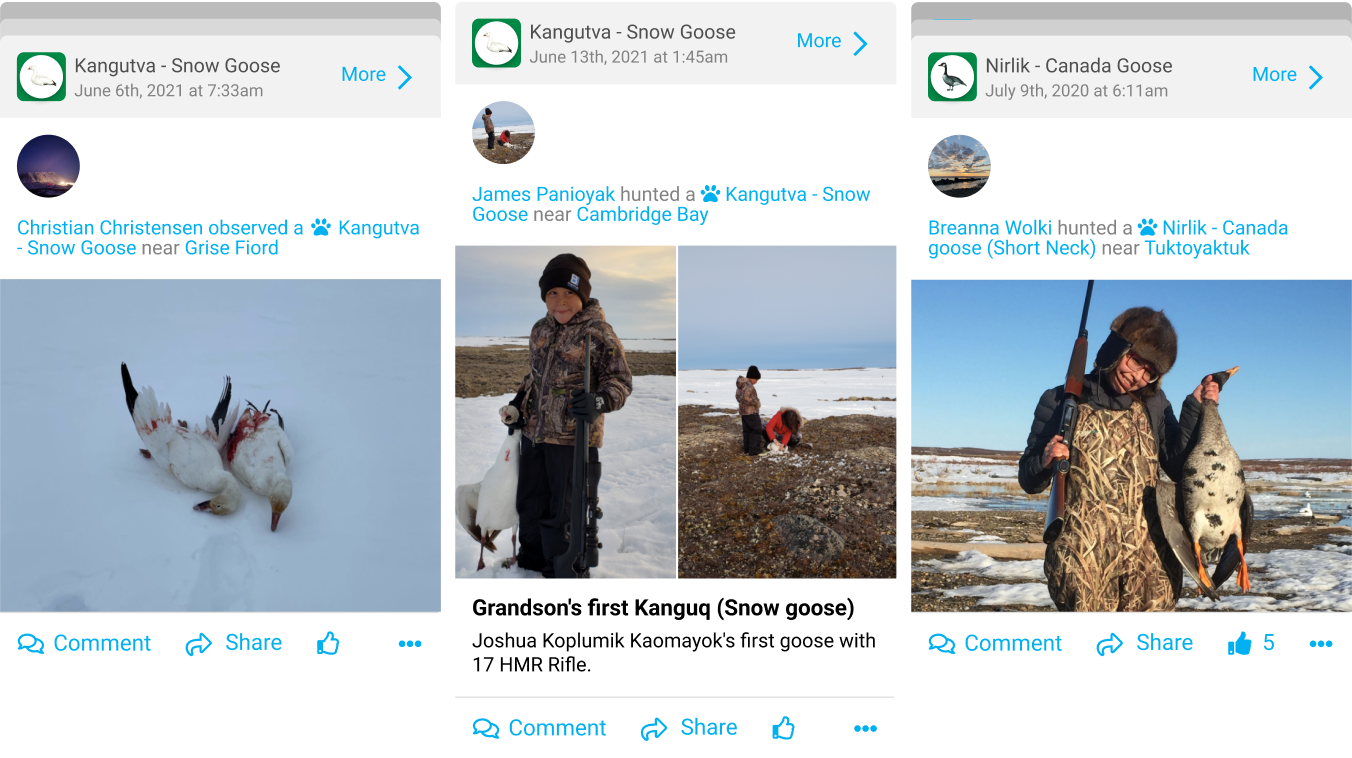 SIKU app feed items showing multiple hunters with their goose catches